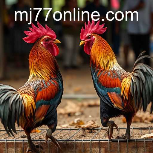 The Controversial World of Cockfighting and Its Impacts
